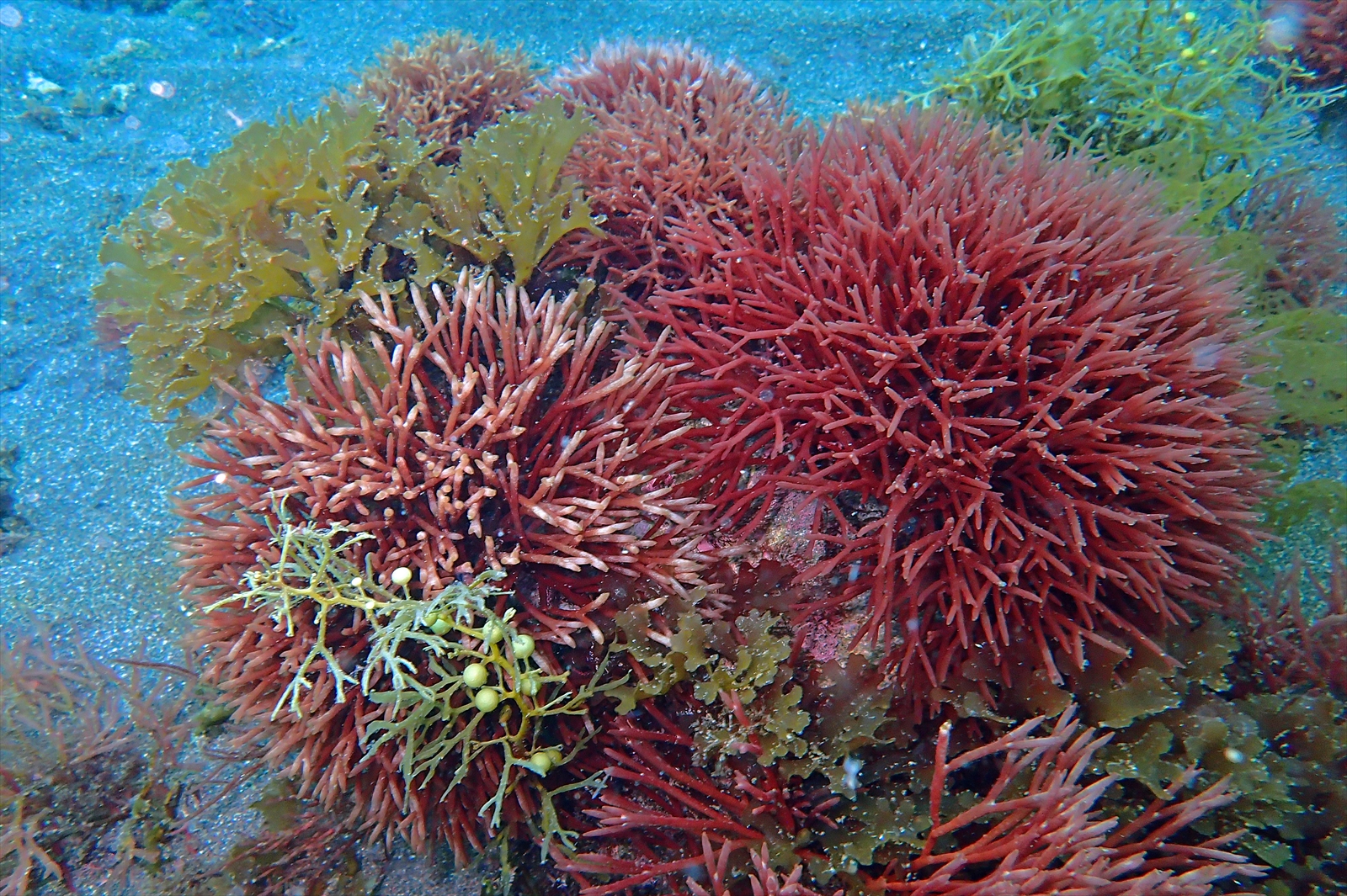 春の海藻たち