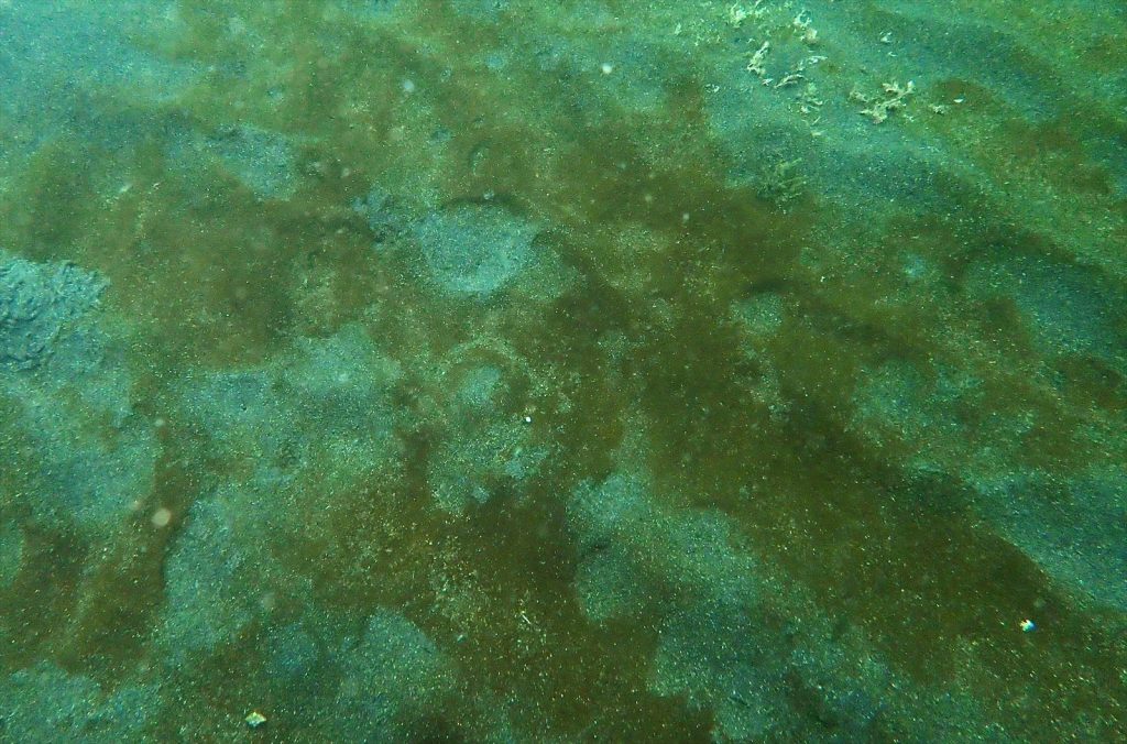 海水生物を死滅させる褐色苔
