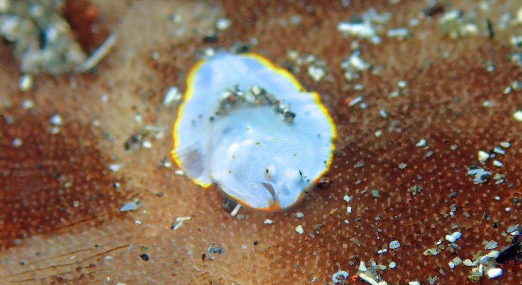 サザナミウシノシタ幼魚