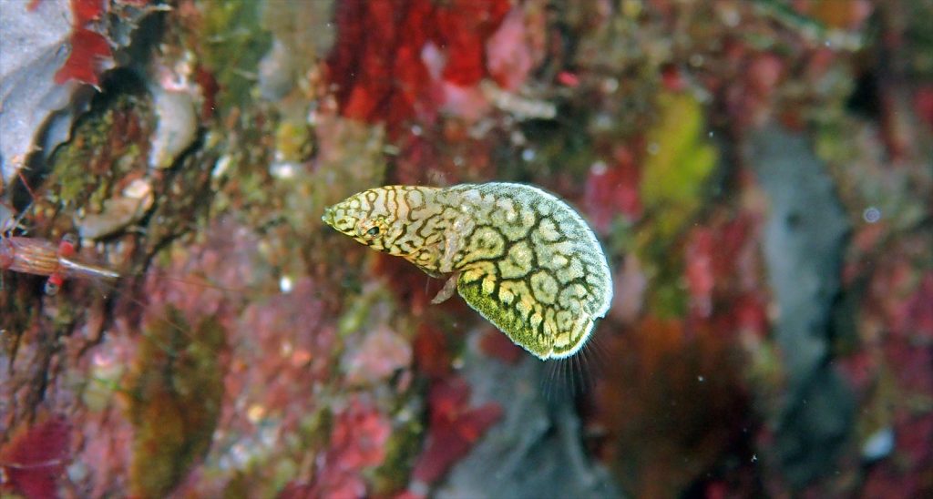 クロフチススキベラ幼魚
