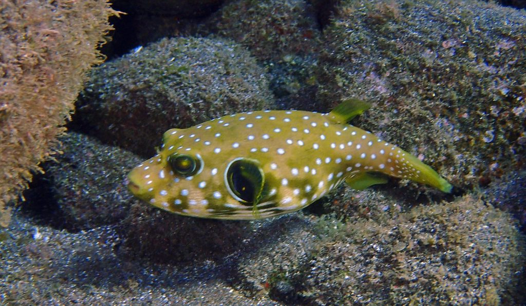 サザナミフグ幼魚
