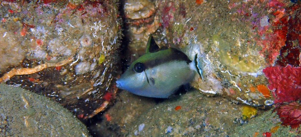 ツマジロモンガラ幼魚