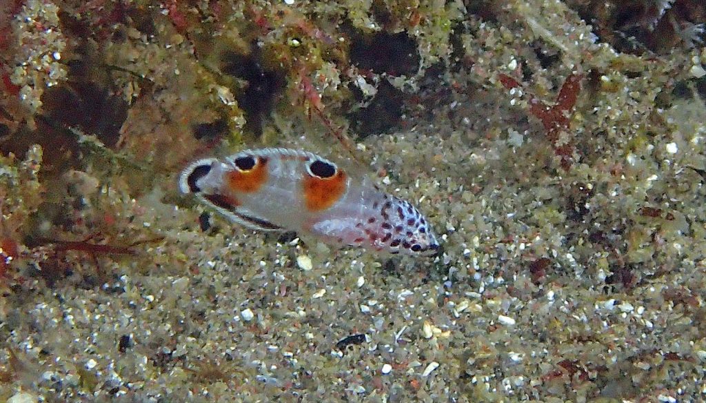 カンムリベラ幼魚