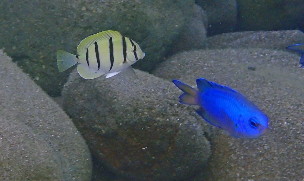 シマハギ幼魚