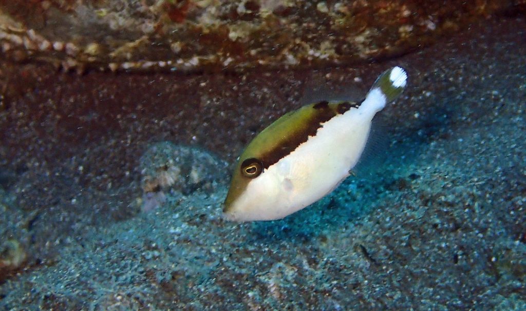 ツマジロモンガラ幼魚