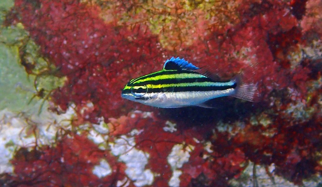 フタスジタマガシラ幼魚