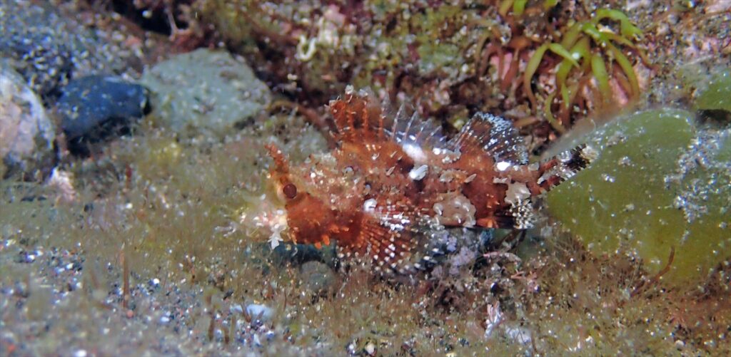 オニカサゴ幼魚
