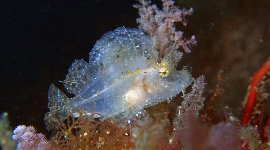 ホウセキカサゴ幼魚