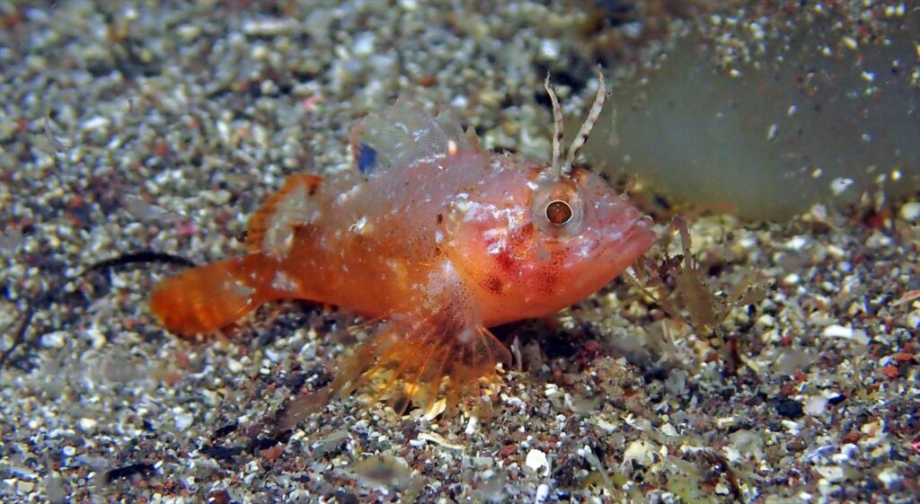 アカマダラフサカサゴ幼魚