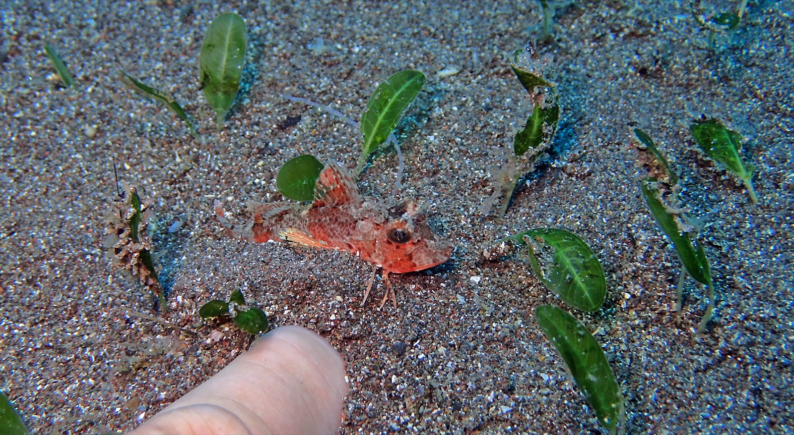 トゲカナガシラ幼魚