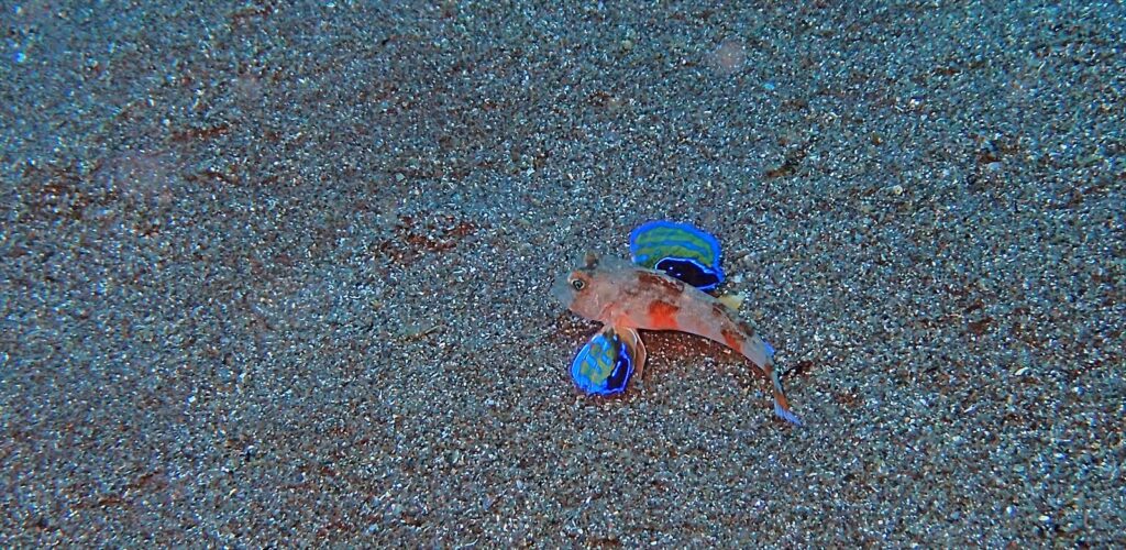 トゲカナガシラ幼魚