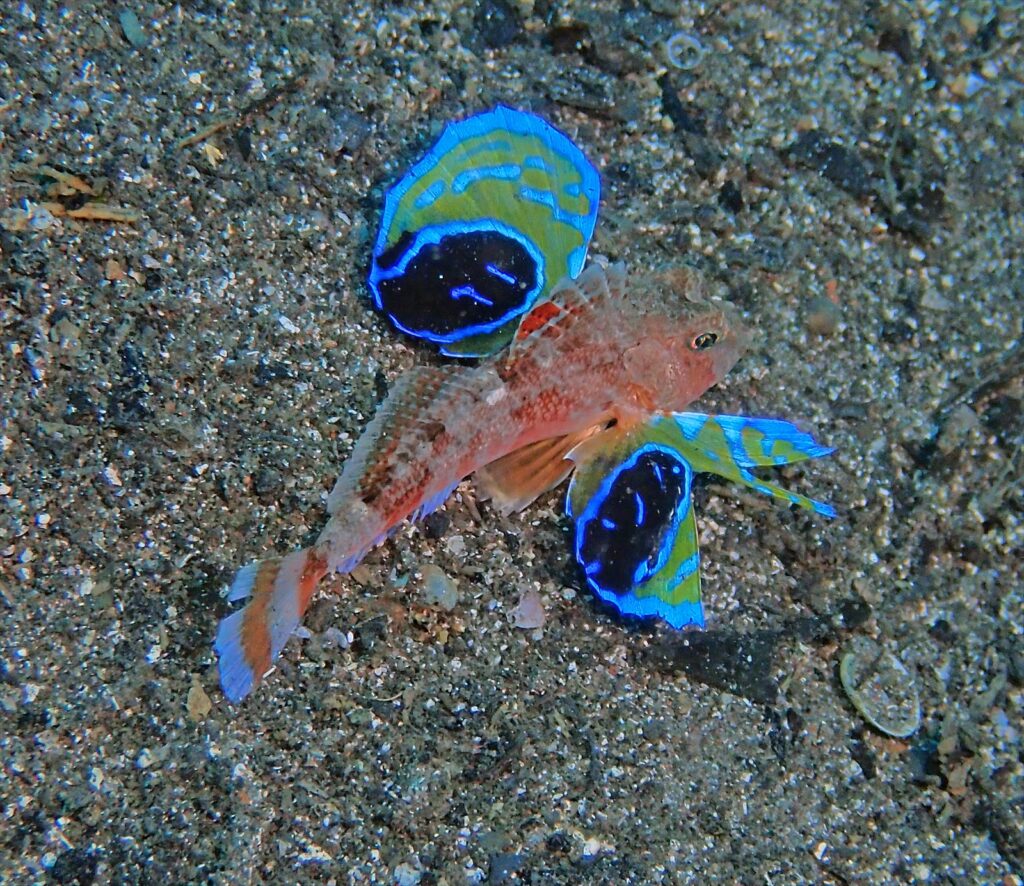 トゲカナガシラ幼魚