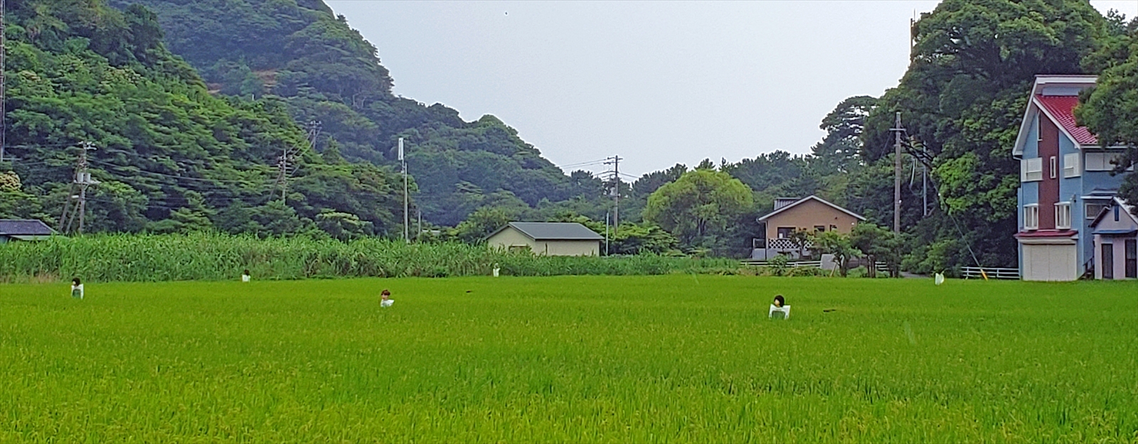 井田田園