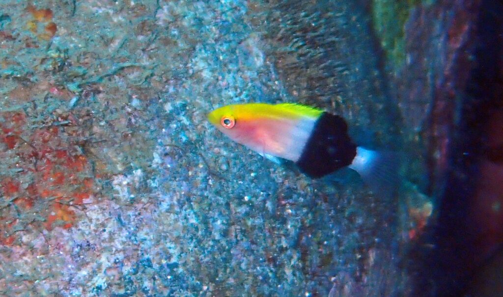 キツネベラ幼魚