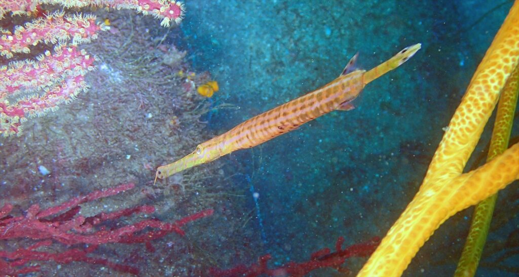 ヘラヤガラ幼魚