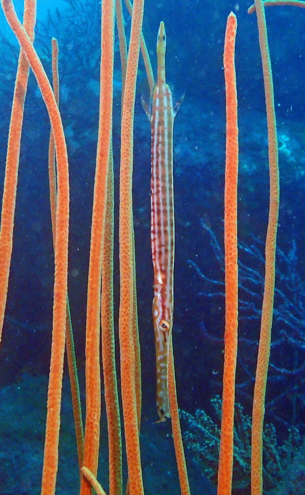 ヘラヤガラ幼魚