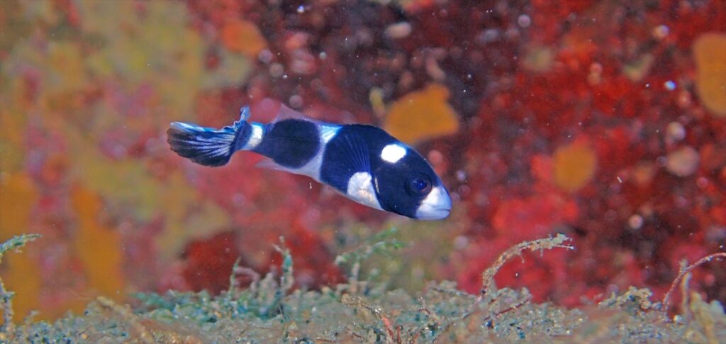 アジアコショウダイ幼魚