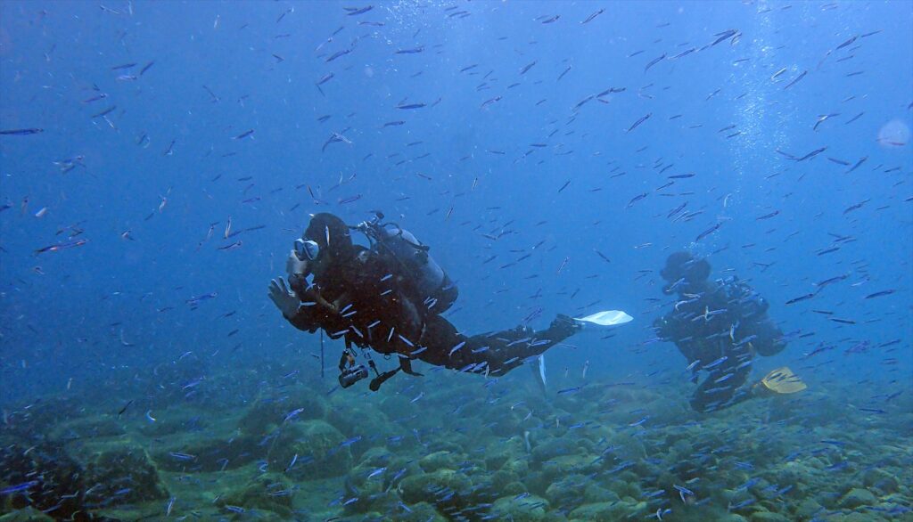 カタクシイワシ稚魚