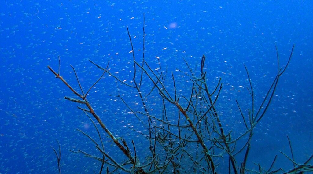 イシモチ系幼魚