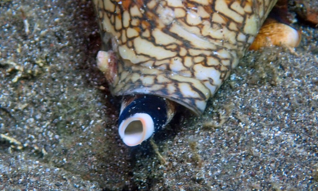 タガヤサンミナシ水管