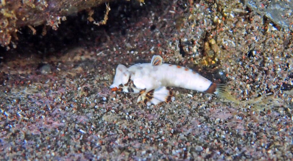 コウワンテグリ幼魚