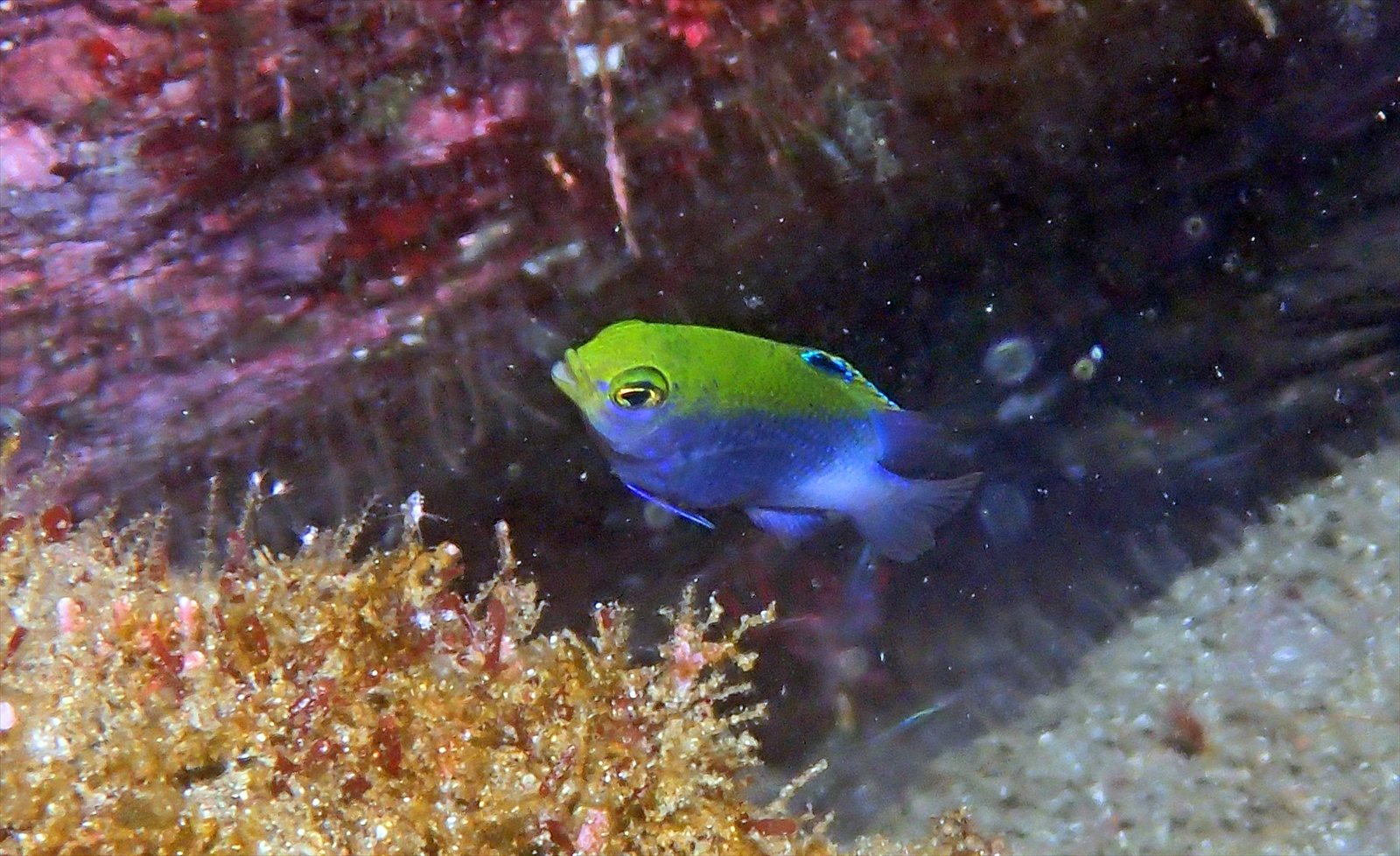 セダカスズメダイ幼魚