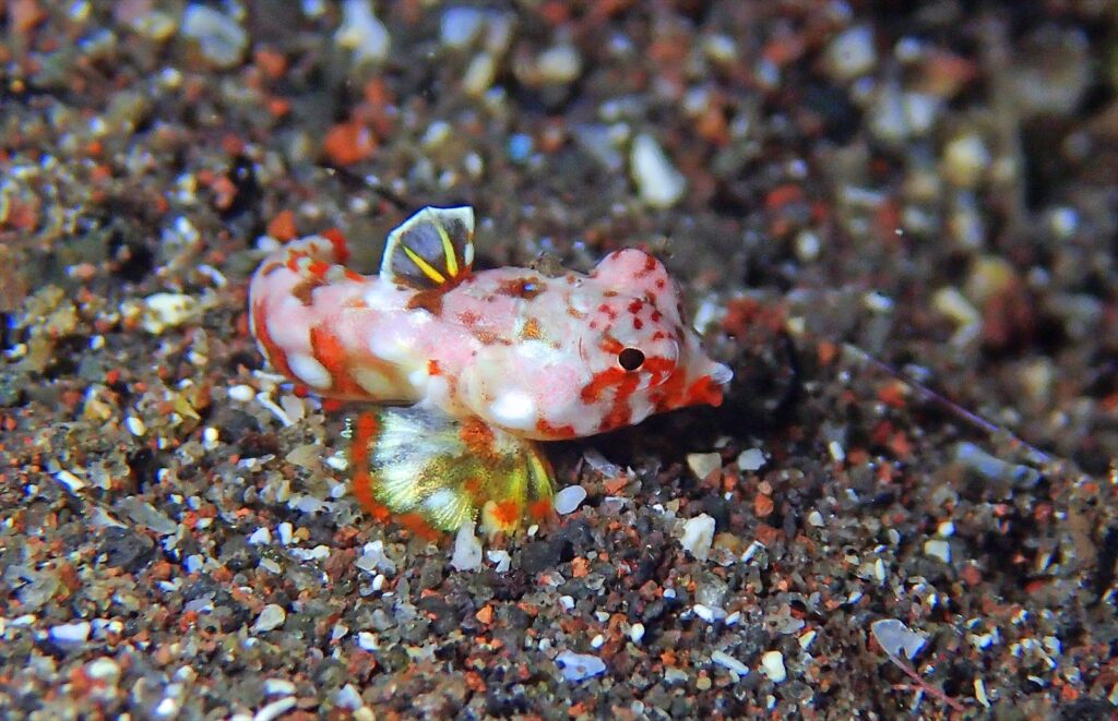 コウワンテグリ幼魚