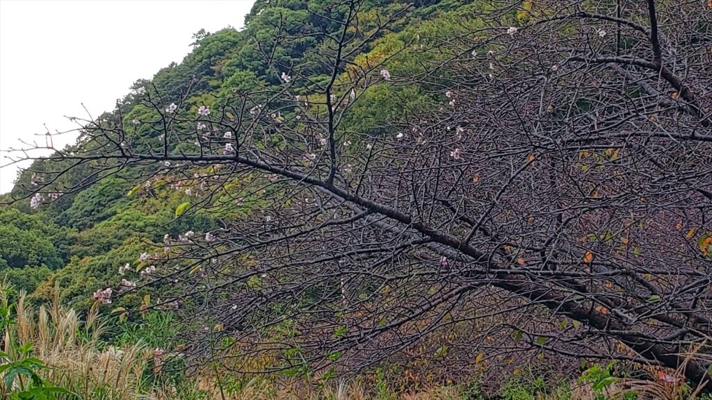 井田桜