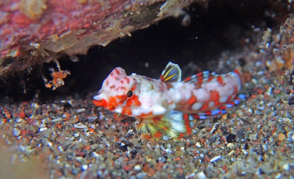 コウワンテグリ幼魚