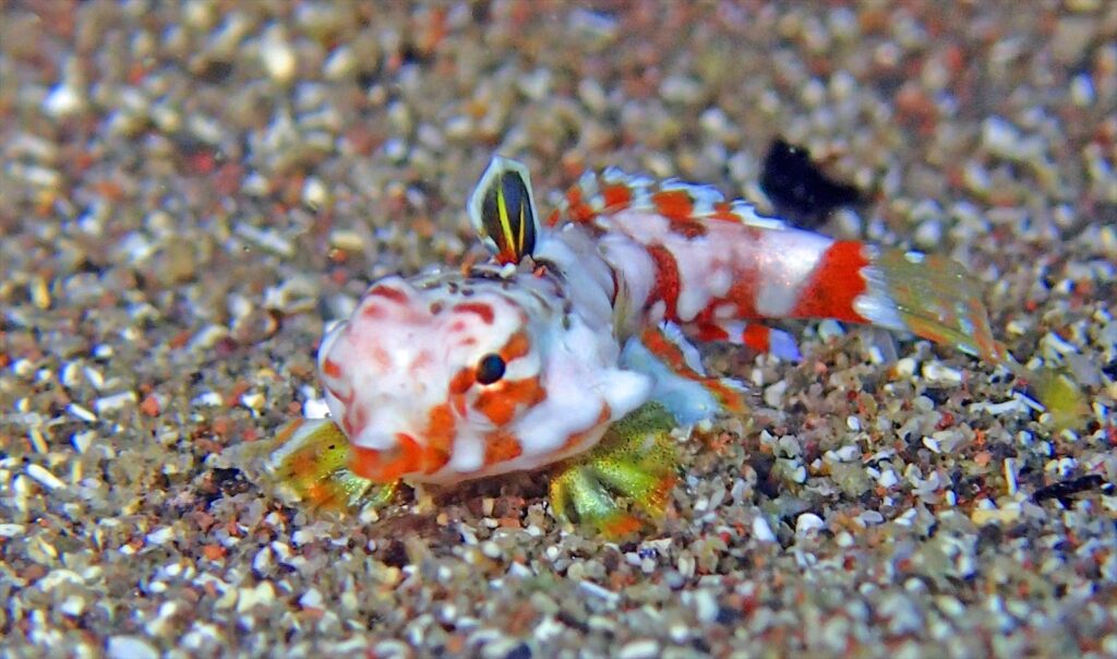 コウワンテグリ幼魚