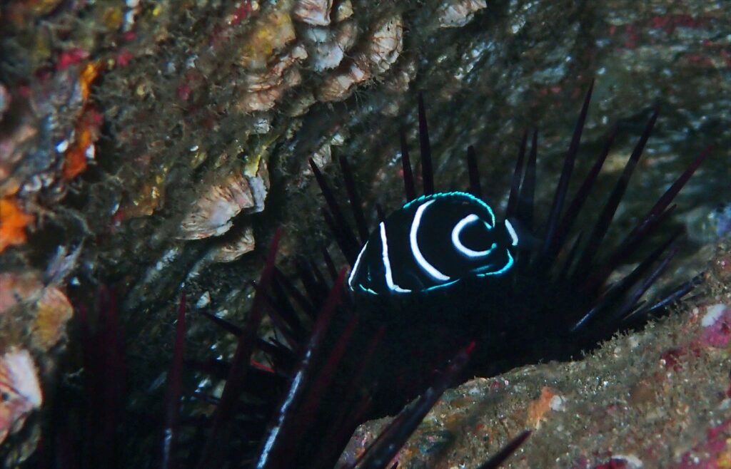 サザナミヤッコ幼魚