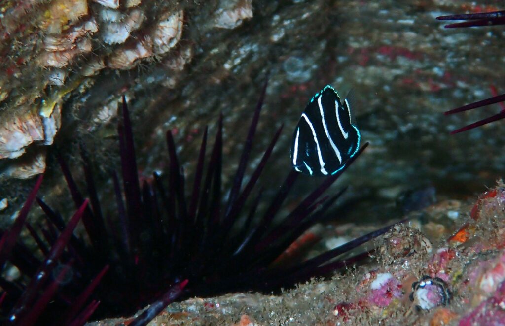 サザナミヤッコ幼魚