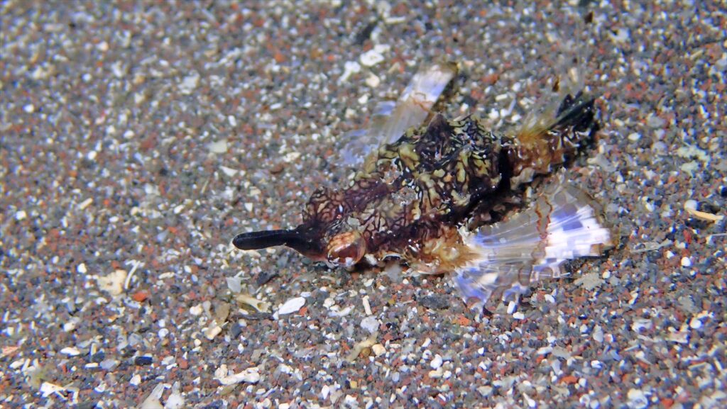 ウミテング幼魚