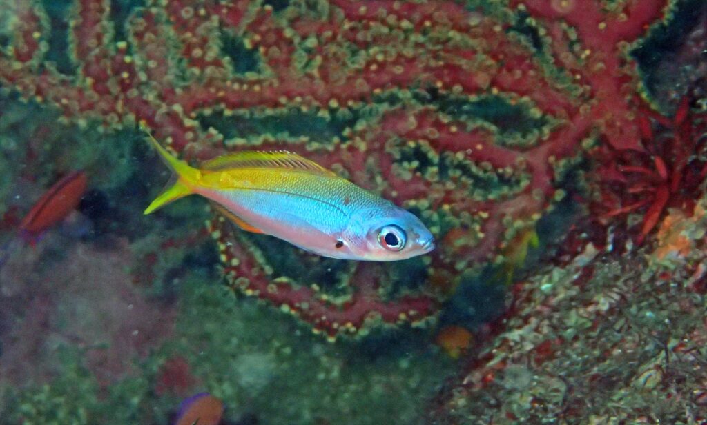 ウメイロモドキ幼魚