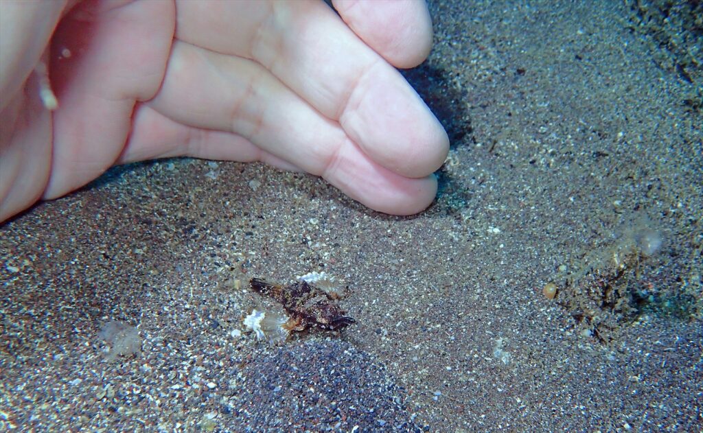 ウミテング幼魚