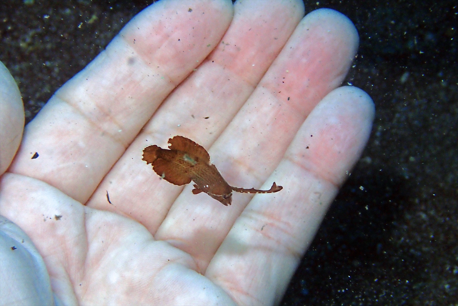 ホシテンス幼魚