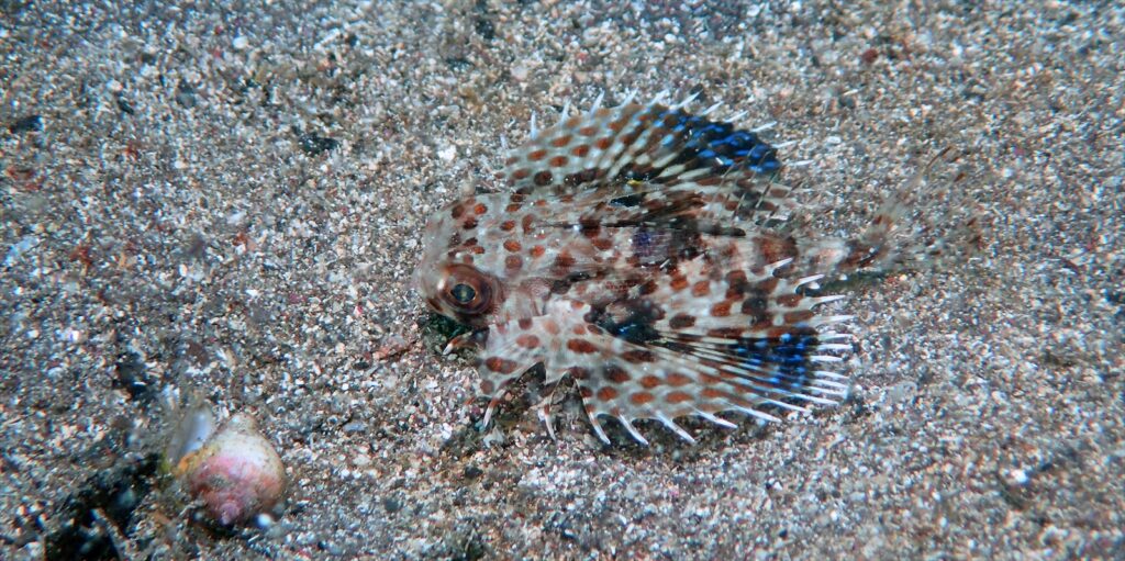 セミホウボウ幼魚／体長４cm