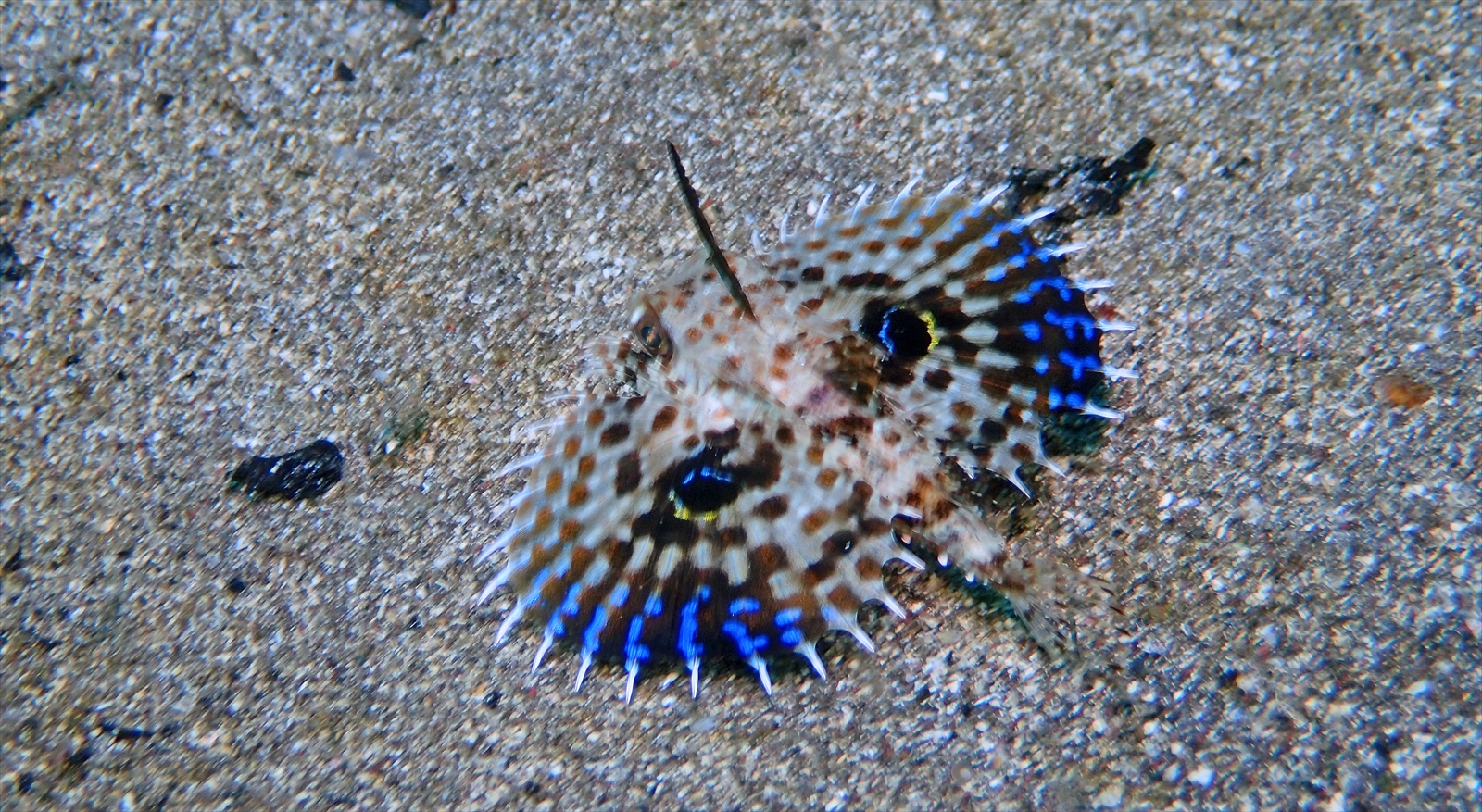 セミホウボウ幼魚