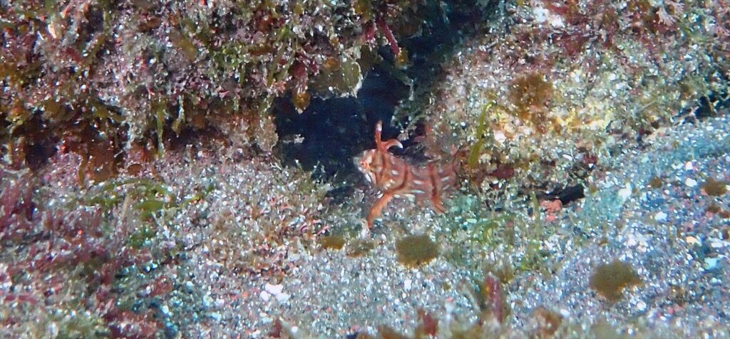 オビテンスモドキ幼魚