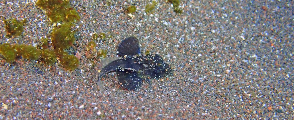 ホウボウ幼魚