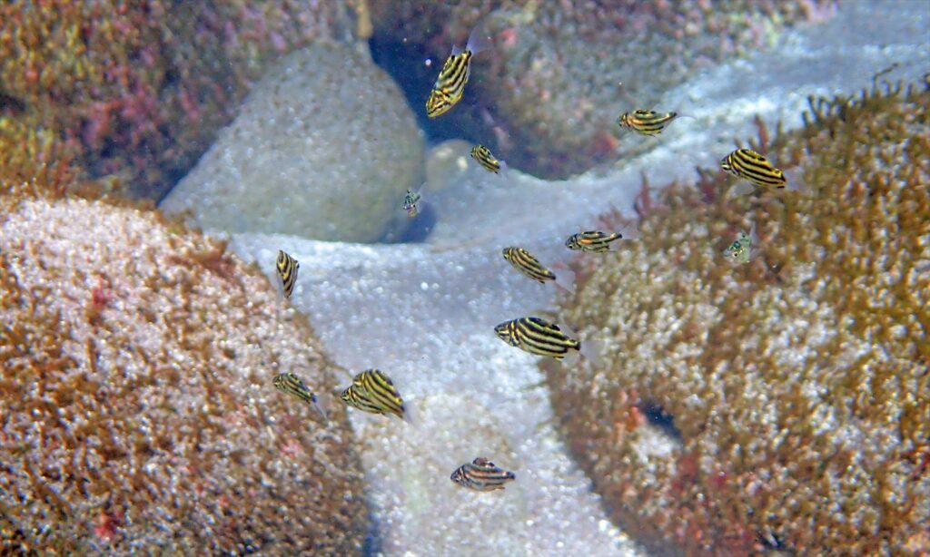 カゴカキダイ幼魚