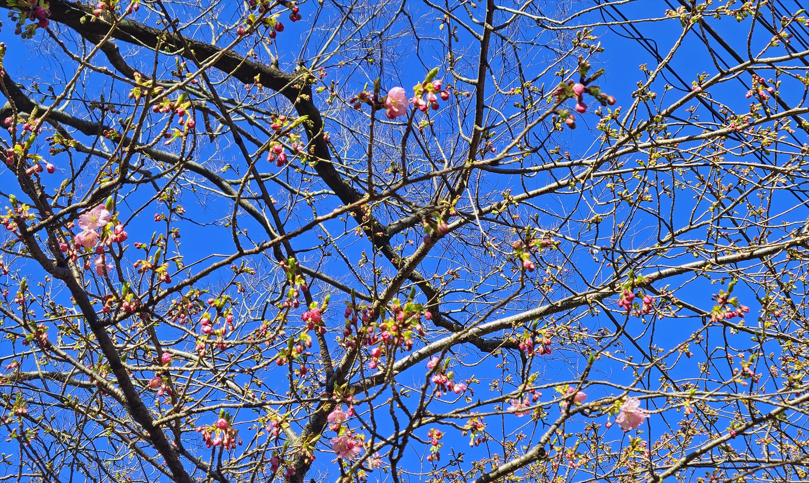 井田桜