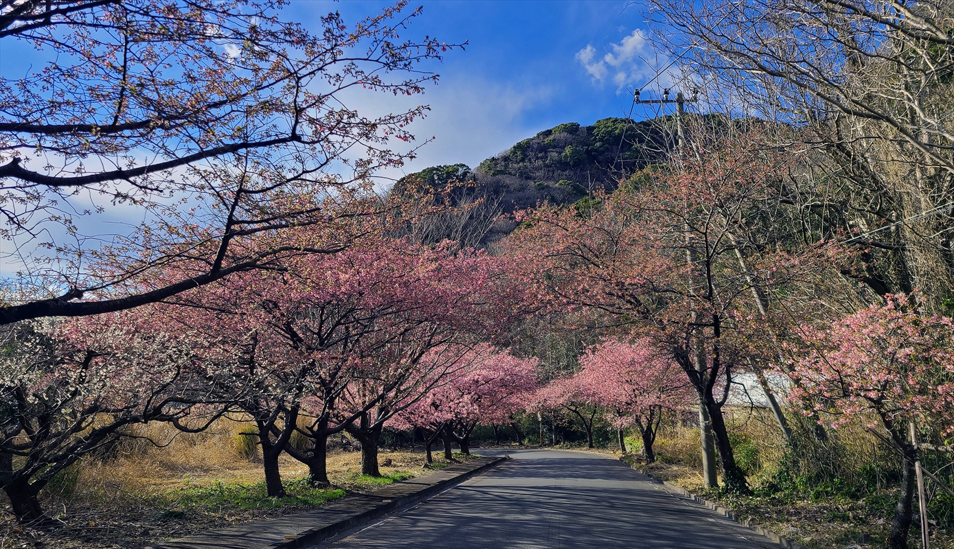 井田桜