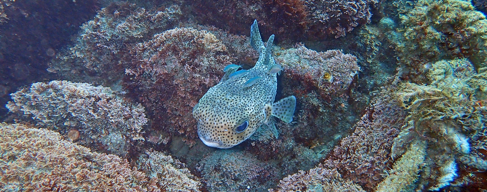 ネズミフグと幼魚達