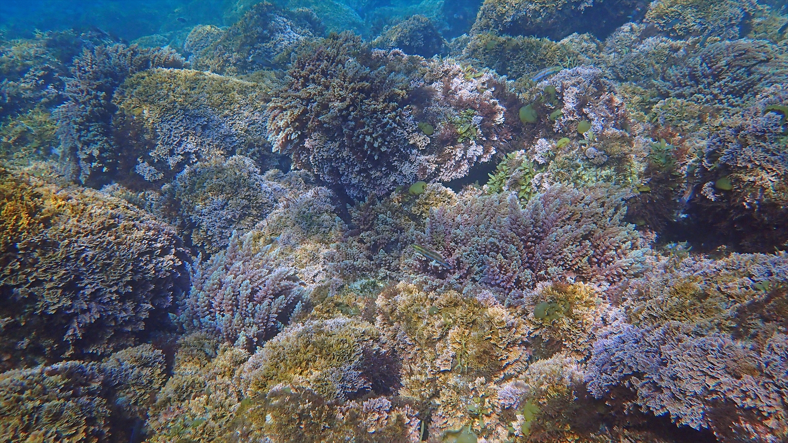 浅瀬の光景