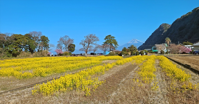 井田田園／菜の花