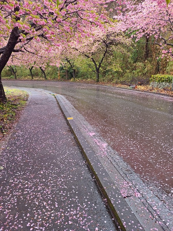 井田沿道_桜