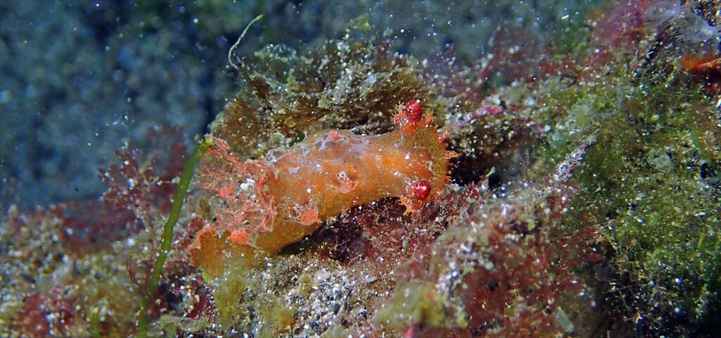 ベッコウヒカリウミウシ