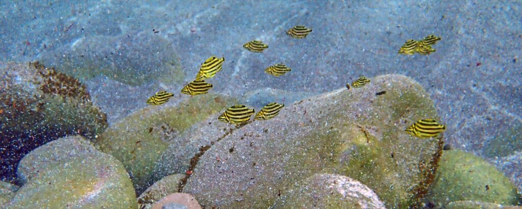 カゴカキダイ幼魚