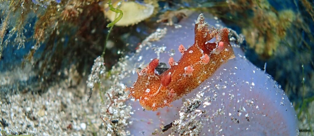 ベッコウヒカリウミウシ